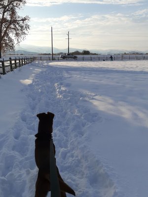 Harvey enjoying the snow