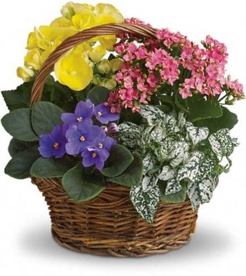 Spring Has Sprung Mixed Basket