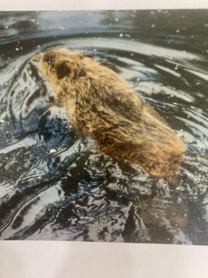 Beaver in EHWR pond