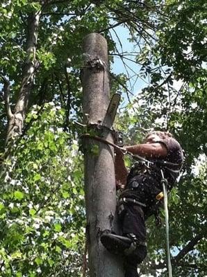 Tree Removal