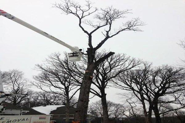 Kvale Tree Service