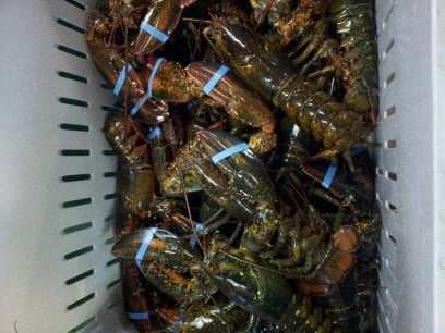 Maine Lobsters, caught out of Falmouth, Maine. About 45 minutes from our store. Fresh off the boat - literally.