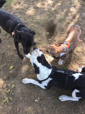 So much fun at the dog park!