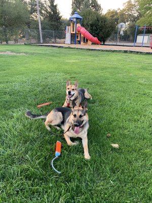 Rocky and his buddy Ranger come on let's play