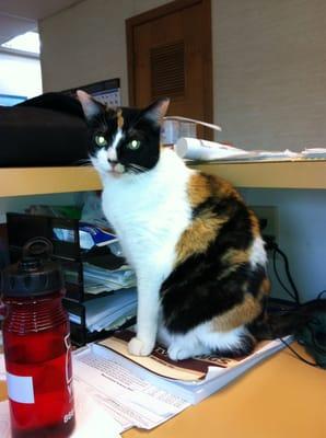 Ellie - the clinic cat welcomes all clients that walk through the door.