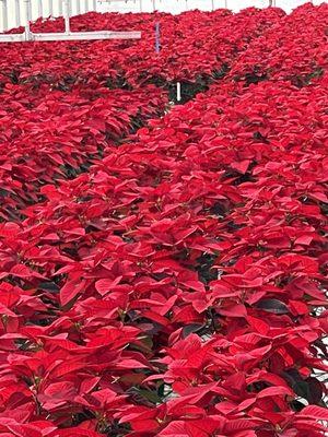 Poinsettias in the greenhouse during the poinsettia tour that was open to the public.