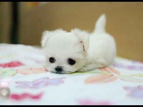 this little puppy's name is snowball he is up for adoption