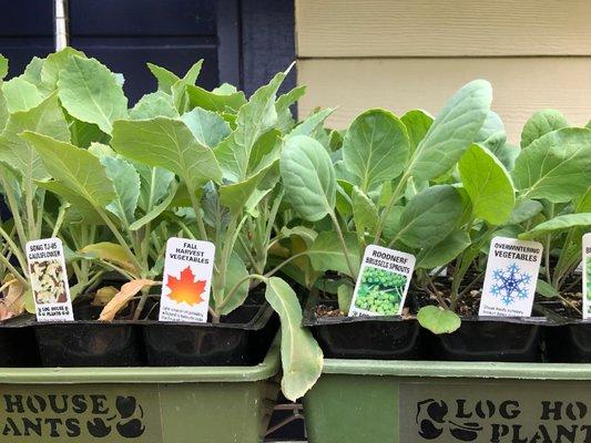 The Eugene Backyard Farmer