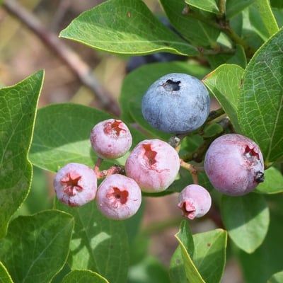 Kernodle's Blueberry Farm