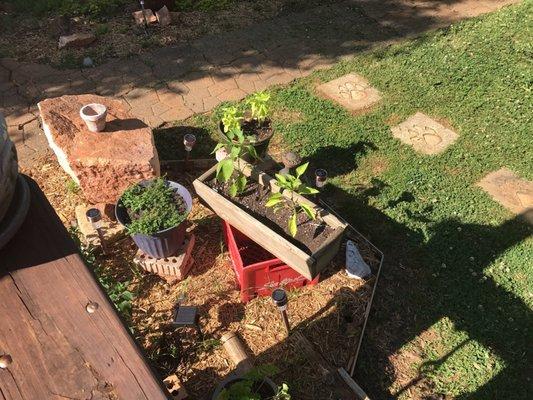 Just a few of my herbs & pepper plants!