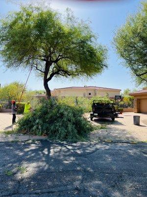 Mesquite Tree Trimming