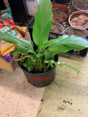 Turmeric plant