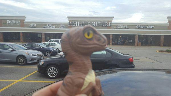 Bob the Raptor Says "The furniture here looks like is is for Mammals not Fish."