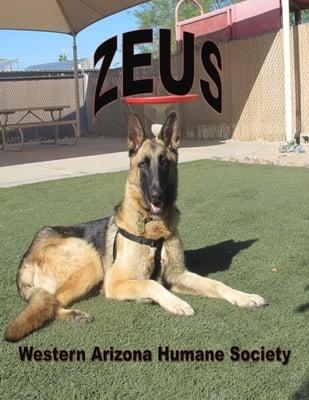 Zeus the German Shepherd was formally adopted with Western Arizona Humane Society