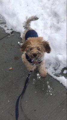 First snow in Boston @ 4 months old