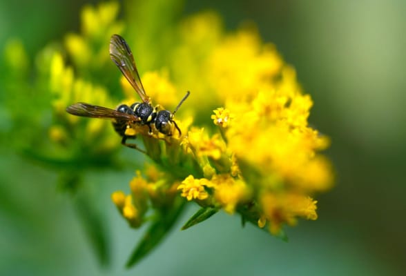 Native goldenrods are great pollinator plants