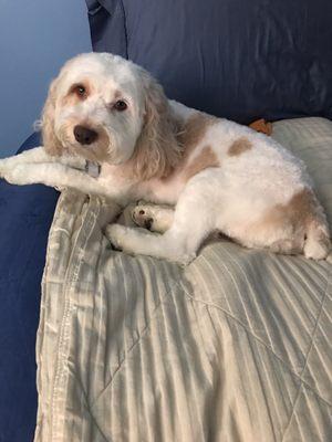 Feeling Comfortable After His Hair Cut...