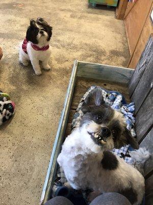 Lucky is in love with his new friend, Coco! After his grooming he had a play date and now has new friends!!!