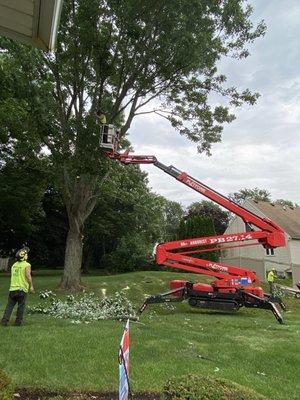 During.  This damaged Silver Maple was at least 60' tall.