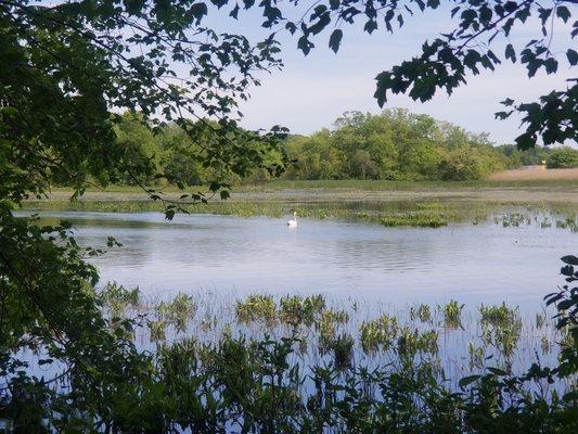 Swan on the pond