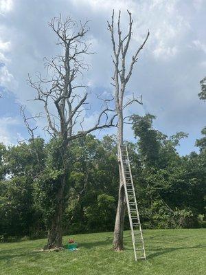 Walters Tree Removal And Landscaping Services