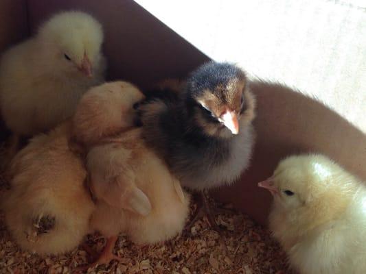 Welcome to your new home girls! 3 day old I think. 3 orpingtons. 2 light brahmas. 1 ameraucana.