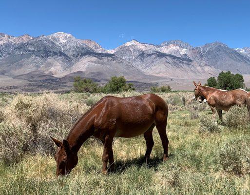 Lunch break w/mules