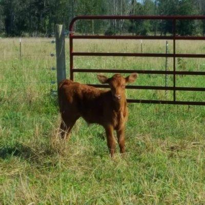 Brown Angus calf spring 2017