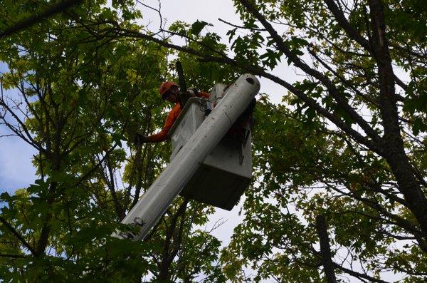 Use of Crane and "Bucket" for Tree Removal