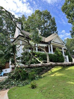 White oak tree fallen in yard.