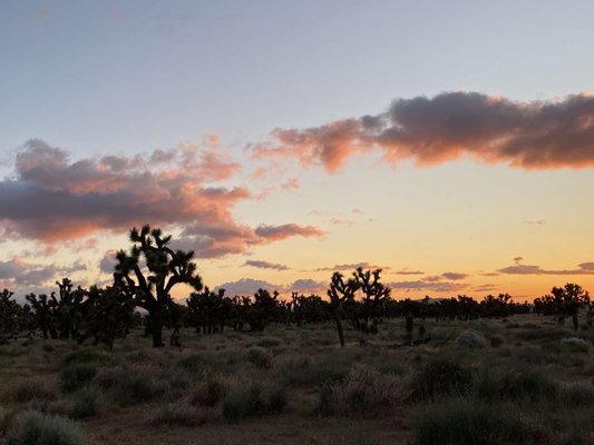 Joshua Tree Ranch Los Angeles