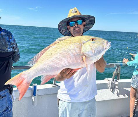 Mutton snapper