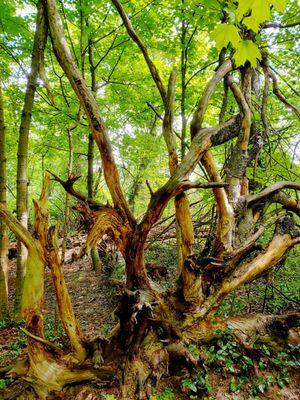 These roots!