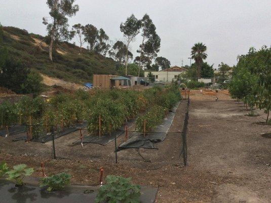 Tomatoes @ Community Garden