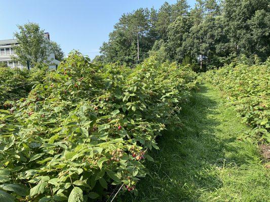 Raspberry picking