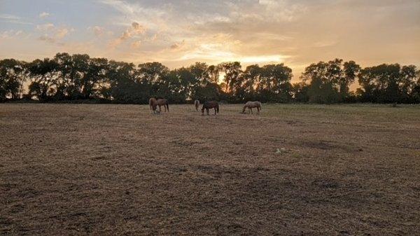 Horse pasture