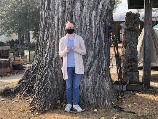 Over 150 year old Cottonwood Tree. Magnificent.