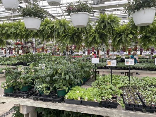 Amazing veggies and herbs!  And look at those Ferns!!!