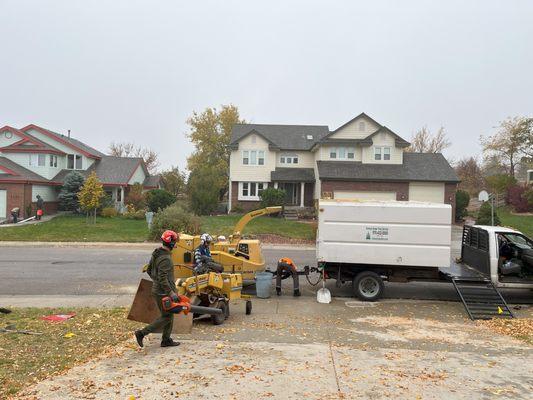 Clean up and shredding branches from the three trees