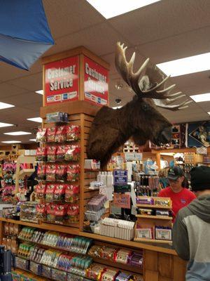 Moose head