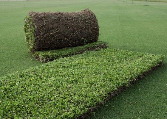 Kurapia drought tolerant ground cover sod