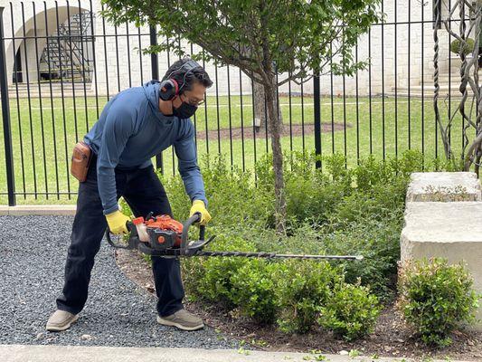 Trimming some boxwoods