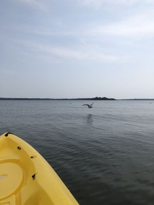 View from my rented kayak