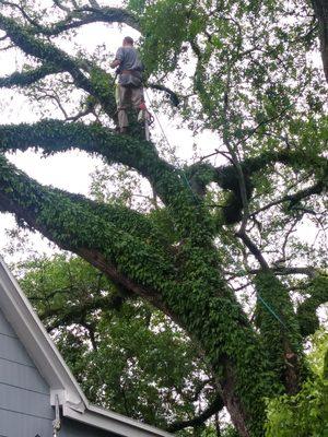 Live oak trim