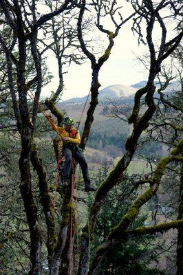 Northwest Tree and Trail