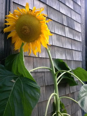 Loyalty, longevity, warmth, constancy, happienss are just some of the meanings of the sunflower.  I hope to bring this to you!