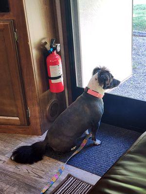 Families Pet Grooming