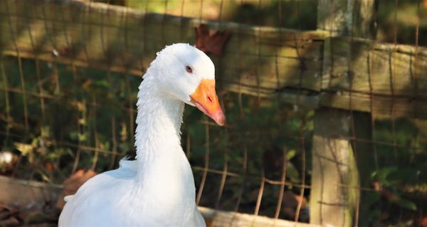 Goose in profile