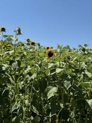 Arnosky Family Farm Market