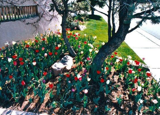 Color Beds are one of our favorites! Bulbs, annuals, perennials, and winter pansies are the best!